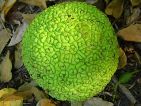 Adam's apple for the treatment of varicose veins